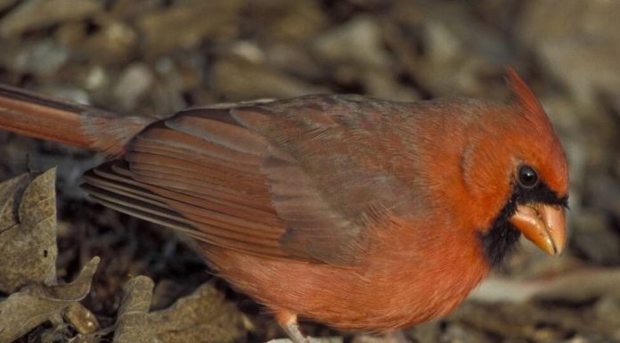 Have fun sewing and learning about birds at Sept. 13 MDC program