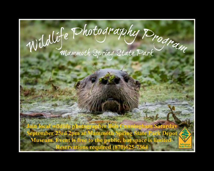 Wildlife Photography Flyer
