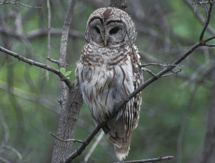 MDC Barred Owls