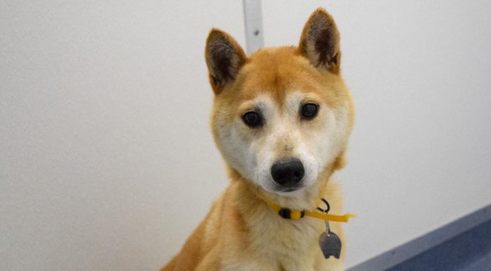 Shiba Inu Found Starved, Abused Last Month to be Prepared for Adoption