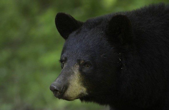 Learn about bears at Nov. 30 MDC virtual program