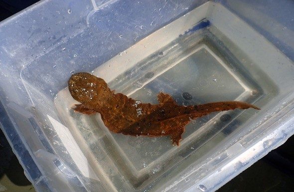 MDC announces zoo-reared eastern hellbender found with clutch of eggs on Gasconade River
