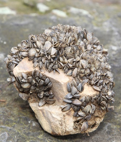 zebra_musselsweb__500x588_q85_subsampling-2_upscale