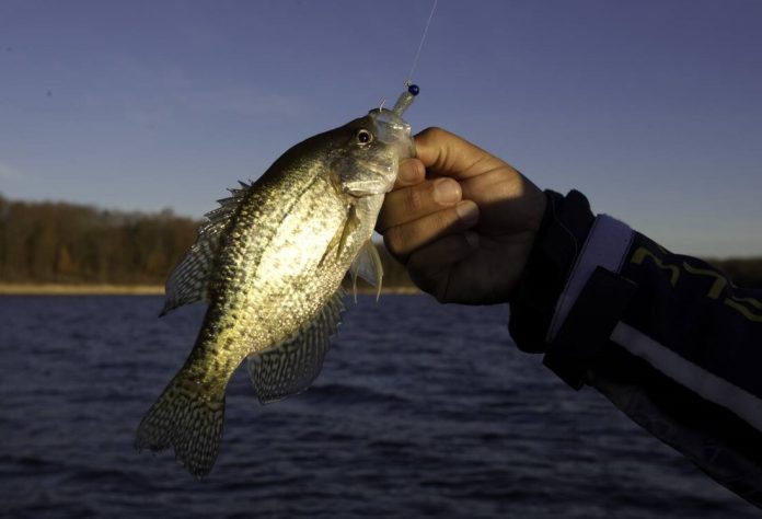 MDC Crappie