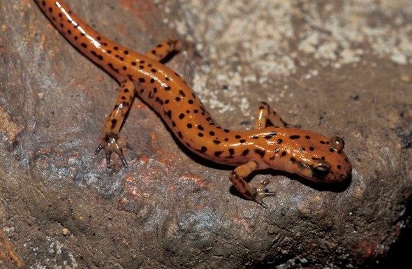 Learn about cave life in winter at Dec. 15 MDC virtual program