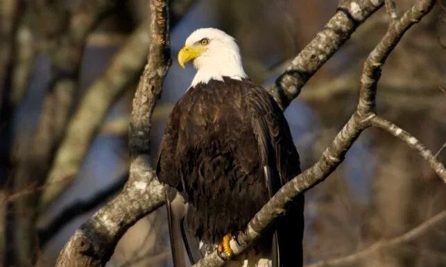 MDC Twin Pines Conservation Education Center to host Eagle Days event Jan. 24