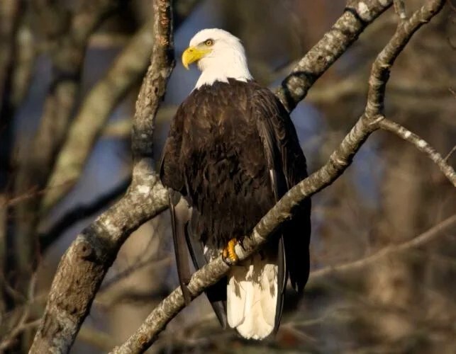 MDC bald eagle