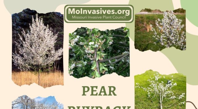 Callery Pear “Buyback” Event