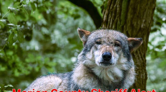 Hybrid Wolves Loose In Marion County