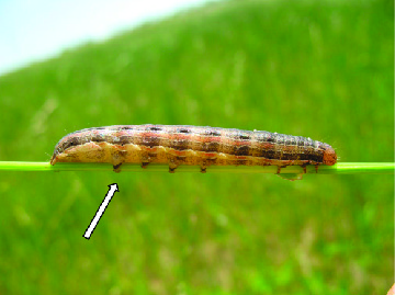 Armyworms