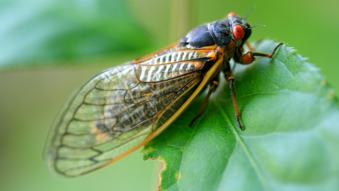Cicadas-1440x810