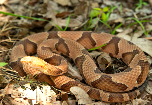 Copperhead