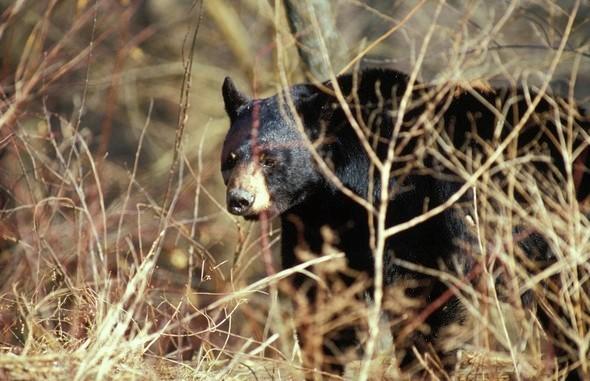 black bear in brush