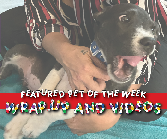 Featured pet of the week cover