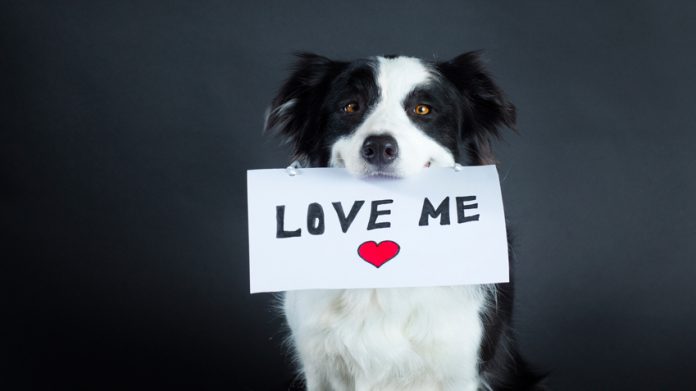 PetAdoptionTips850