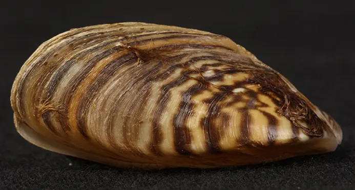 WAMUZebraMussel