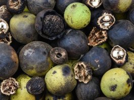 Tom Clary Cruise-In Kicks Off 41st Annual Ozark Black Gold Walnut Festival October 2-3