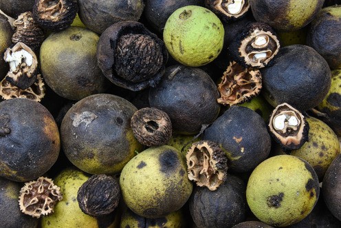 Black Walnut