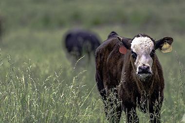 Cows grazing-Drupal