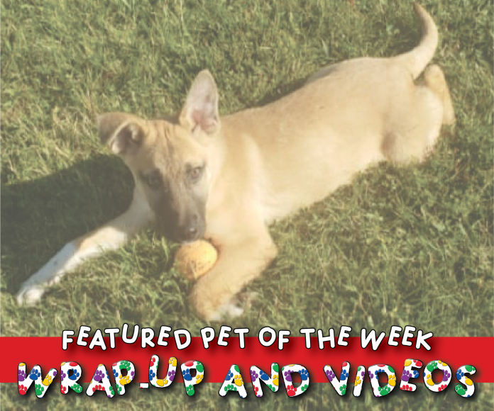 Featured pet of the week cover