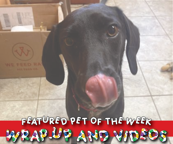 Featured pet of the week cover