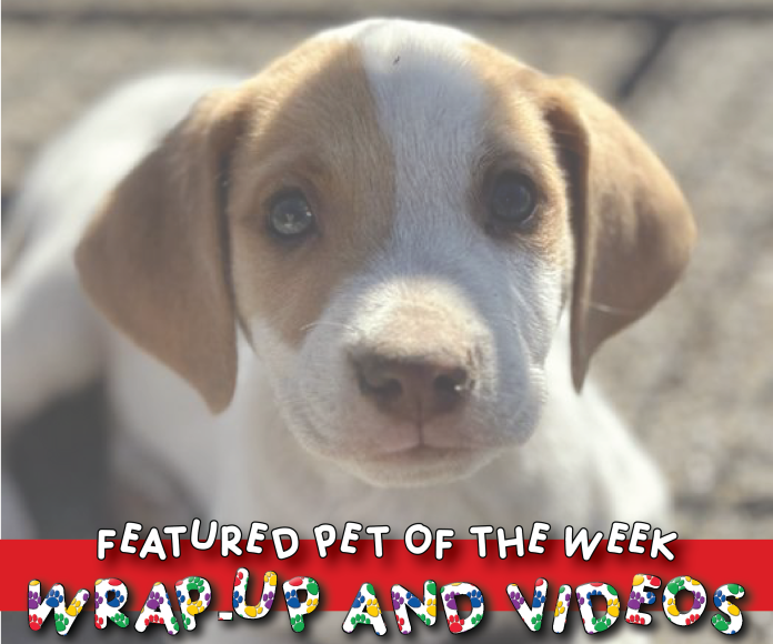 Featured pet of the week cover
