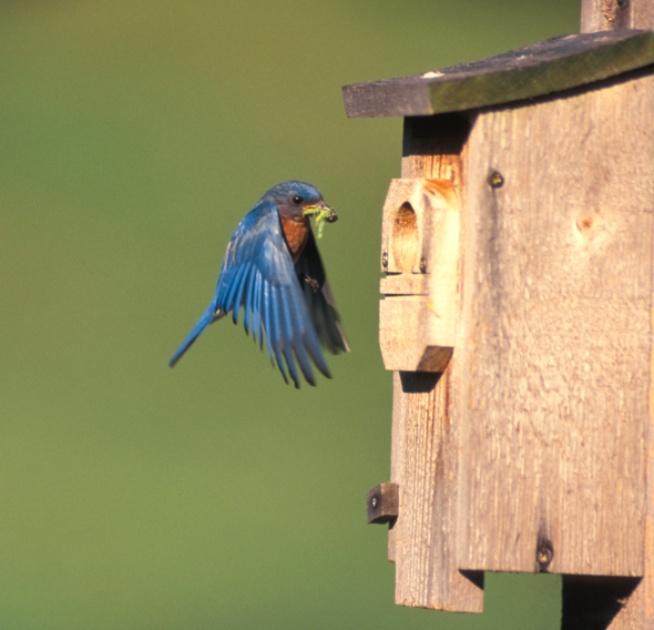 bluebirdbox_crop (1)