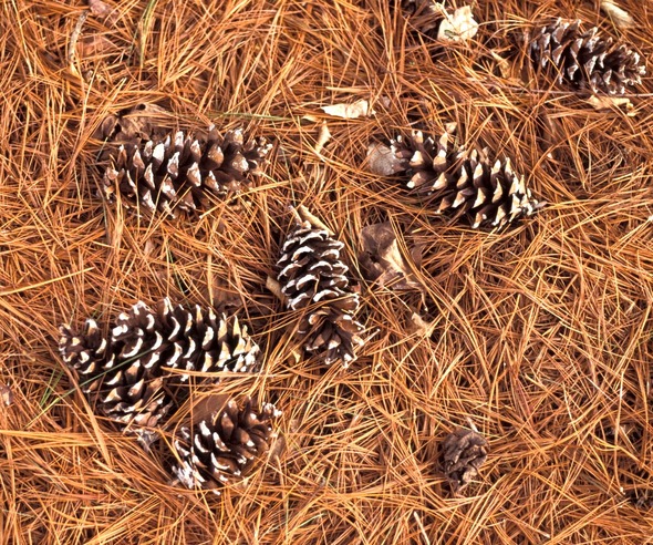 pineconesssssss_crop