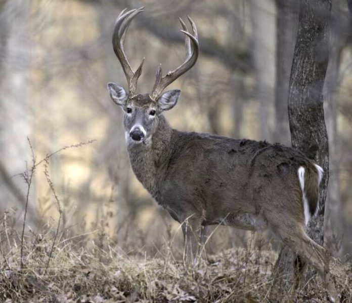 deer-in-fall_original