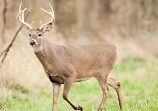 Missouri Conservation Commission considers rules on camping, shooting ranges, out-of-state deer hunters