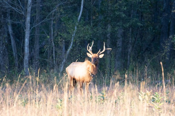 jpeg-web-101717-peck-elk-1_crop