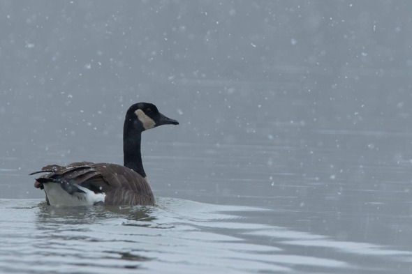 jpeg-web-canada-goose-0367-byn081423_crop