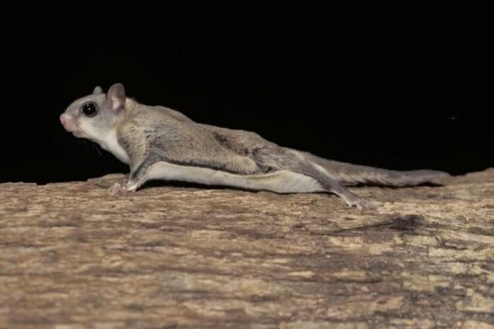 southern-flying-squirrel-11-15-11_original
