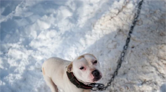 Rise in Pet Abandonment During Winter Alarms Missouri and Arkansas Rescues