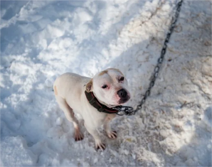 021716DogRescue68_312161.jpg