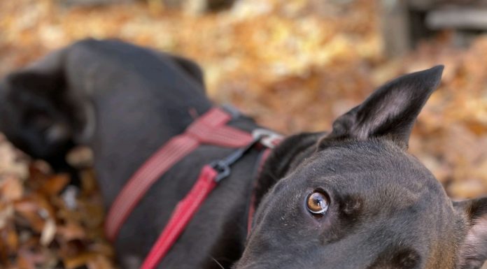 Featured Pet of the Day -“Samson”