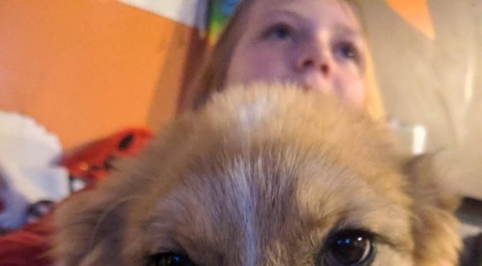 Featured Pet of the Day – ‘Twyx’