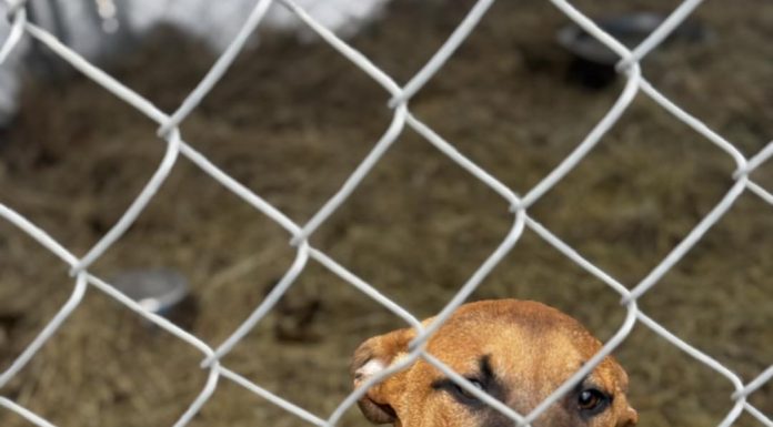 Featured Pet of the Day – “Chief and Mister”