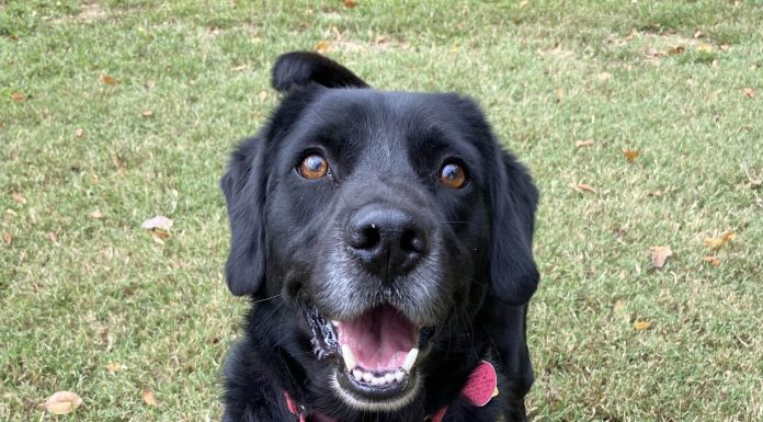 Featured Pet of the Day – “Maverick”