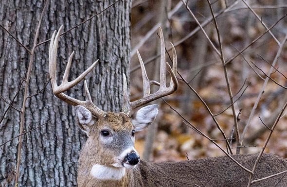 MDC reports final deer harvest for season at 276,262