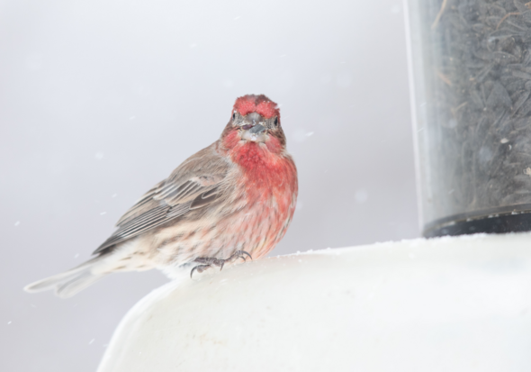 housefinch_crop