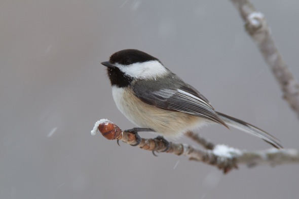 jpeg-print-black-capped-chickadee-0100-byn081423_crop
