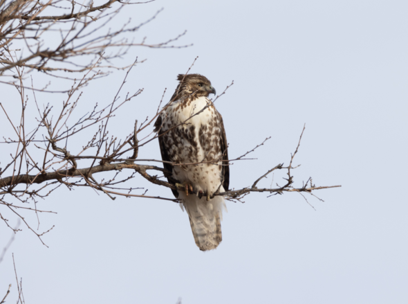 red-tailedhawk_crop