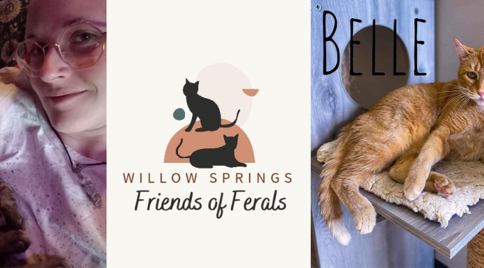 Dose of Goodness: A Small Group with a Big Heart: How Friends of Ferals is Making a Difference