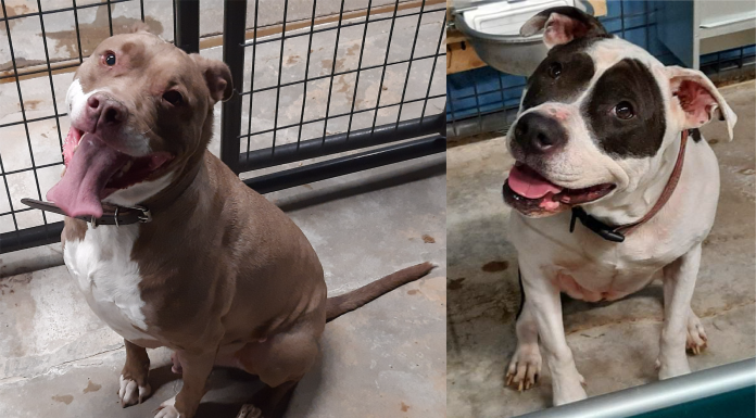 Featured Pet of the Day – ‘Peggy Sue and Billy’ – A Bonded Pair