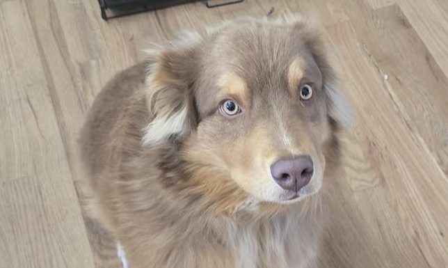 Featured Pet of the Day – “Buster”