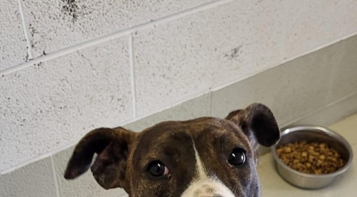 Featured Pet of the Day – ‘Willow’