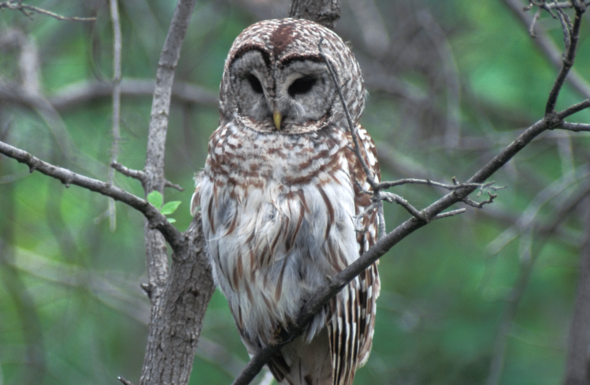 MDC virtual program on Feb. 26 to focus on owls