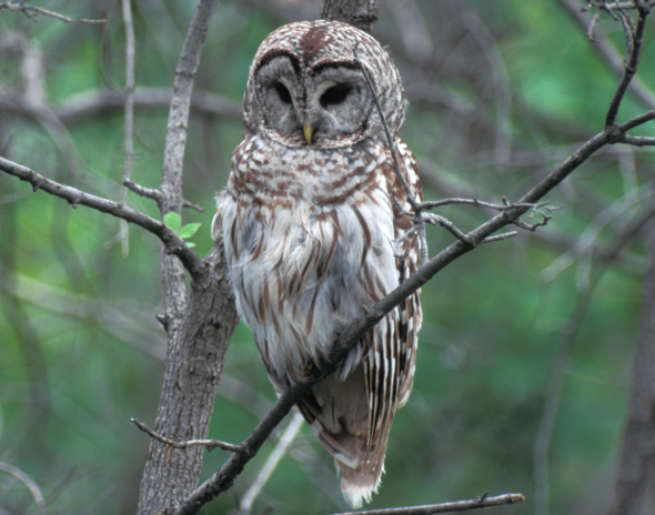 barredowl_crop