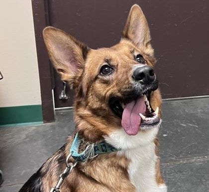 Featured Pet of the Day – ‘Toast’